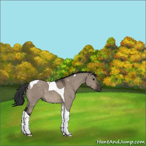 Horse Color:Brown Dun Sabino Tobiano Rabicano 