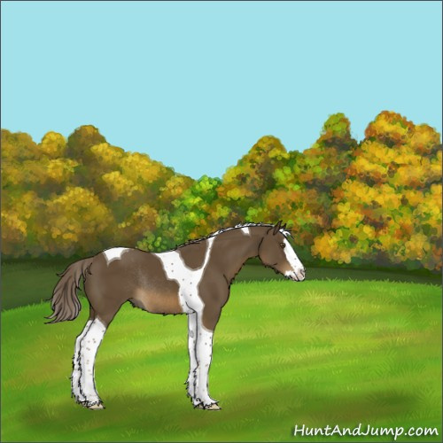 Horse Color:Chocolate Palomino Splash Tobiano Rabicano 