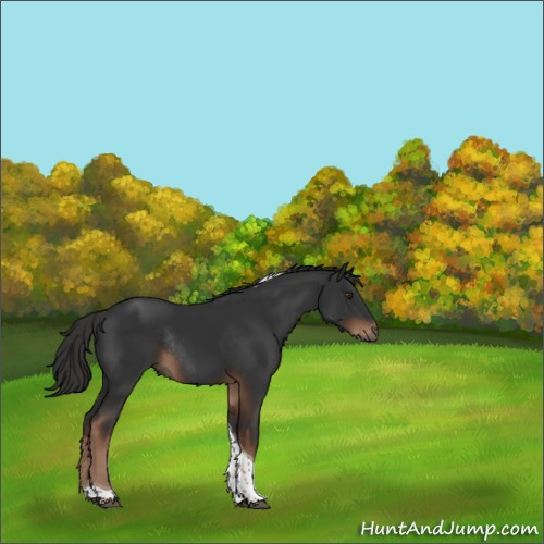 Horse Color:Liver Chestnut Tobiano Rabicano 