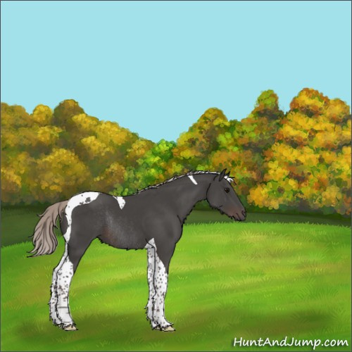 Horse Color:Silver Black Tobiano Rabicano 