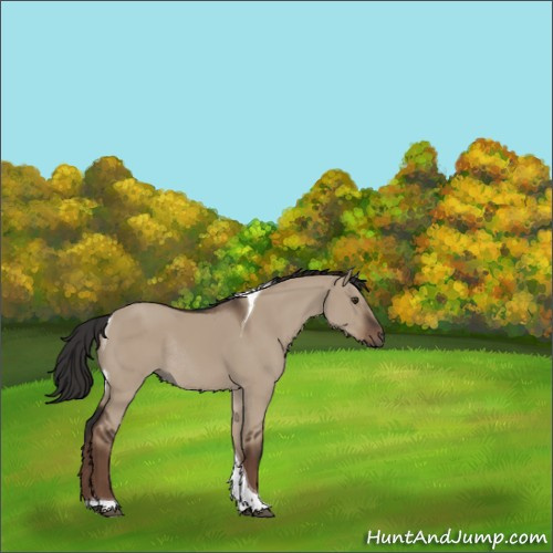 Horse Color:Liver Red Dun Tobiano Rabicano 