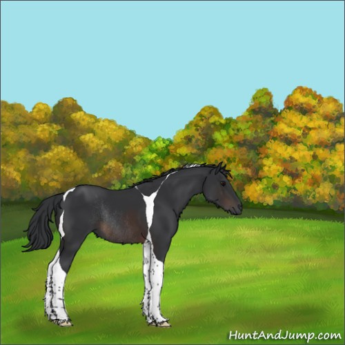 Horse Color:Brown Tobiano Rabicano 