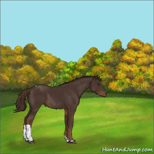 Horse Color:Liver Chestnut Tobiano Rabicano 