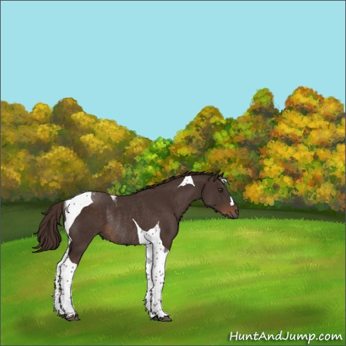 Horse Color:Liver Chestnut Tobiano Rabicano 
