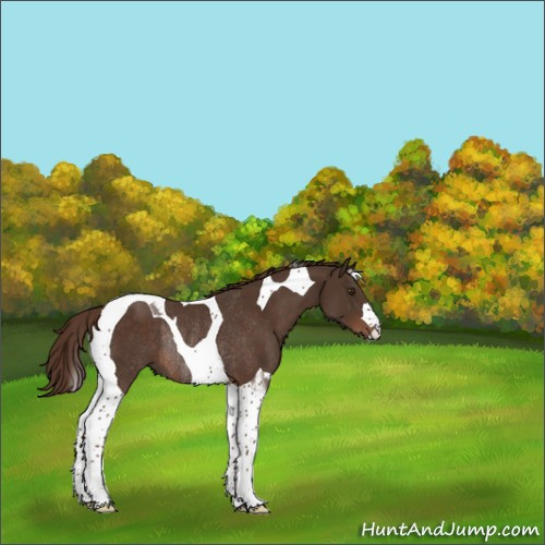 Horse Color:Liver Chestnut Tobiano Rabicano 