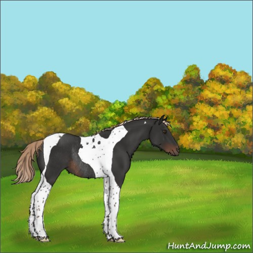 Horse Color:Liver Chestnut Tobiano Rabicano 