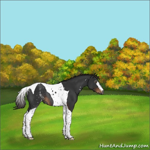 Horse Color:Gray White Spotted Liver Chestnut Tobiano Rabicano 