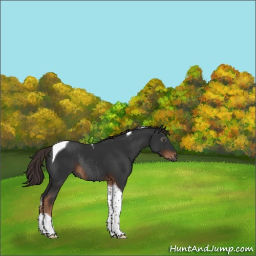 Horse Color:Gray Liver Chestnut Tobiano Rabicano 