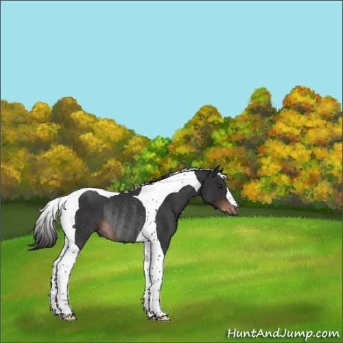 Horse Color:Liver Chestnut Tobiano Rabicano 