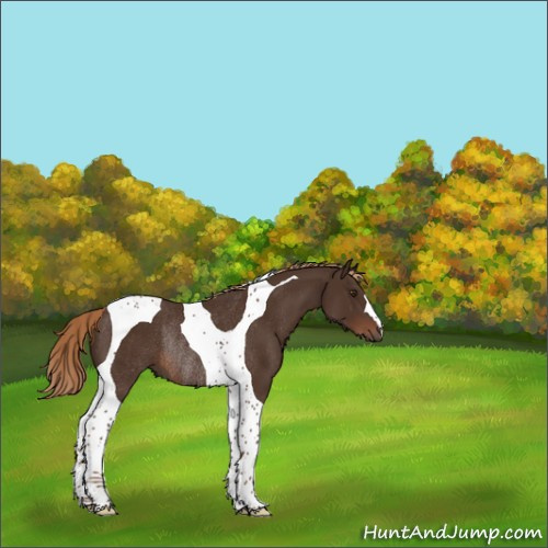 Horse Color:Liver Chestnut Tobiano Rabicano 