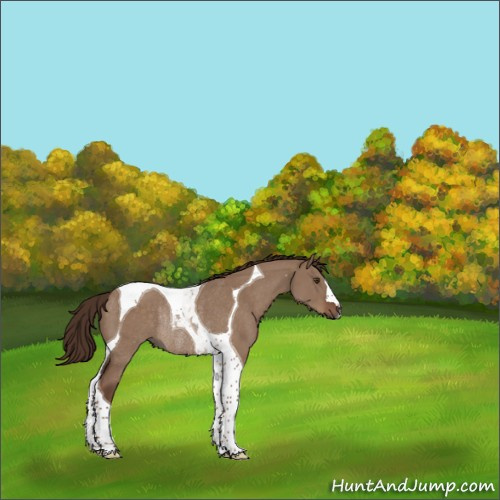 Horse Color:Liver Red Dun Tobiano Rabicano 