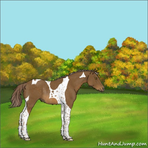 Horse Color:Chocolate Palomino Tobiano Rabicano 