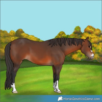 Horse Color:Brown 