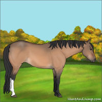 Horse Color:Brown Dun 