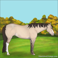 Horse Color:Amber Champagne Dun 