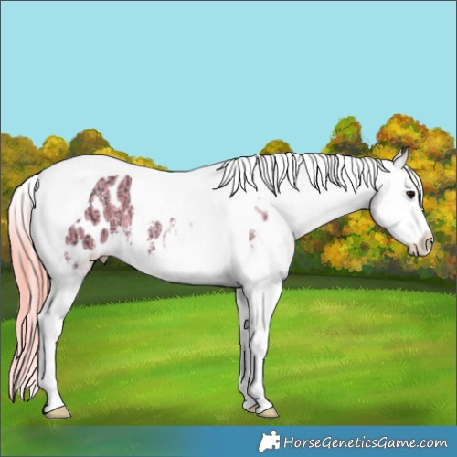 Horse Color:Watercolor Smoky Grullo Ice Sabino Splash Tobiano Appaloosa 