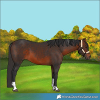 Horse Color:Brown Tobiano 