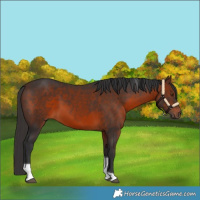 Horse Color:Brown Tobiano