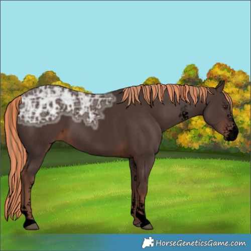 Horse Color:Void Painted Liver Chestnut Ice Sabino 