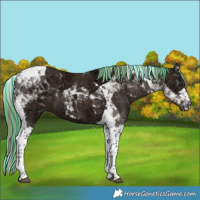 Horse Color:Painted Liver Chestnut Ice Tobiano 