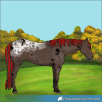Horse Color:Void Painted White Spotted Liver Chestnut Ice