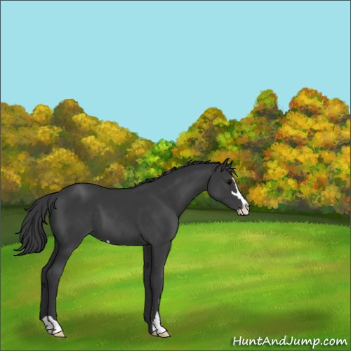 Horse Color:Black Sabino 
