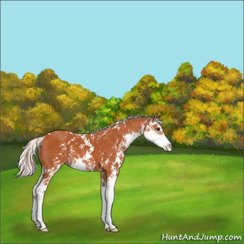 Horse Color:Silver Bay Sabino 