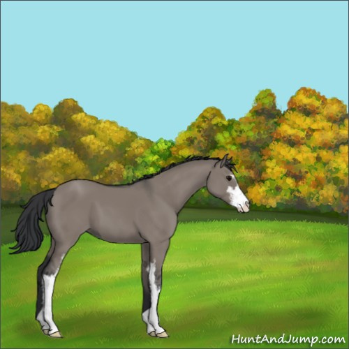 Horse Color:Grullo Sabino 