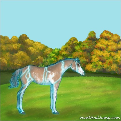Horse Color:Thunderstruck Bay Dun Sabino 