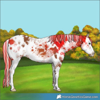 Horse Color:Painted White Spotted Chestnut Ice Splash 