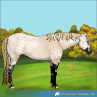Horse Color:Void Painted Palomino Ice Pearl Sabino Splash 