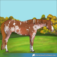 Horse Color:Painted White Spotted Chestnut Ice Splash 