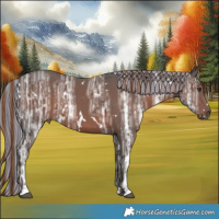 Horse Color:Painted White Spotted Liver Chestnut Ice 