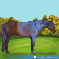 Horse Color:Painted Liver Chestnut 