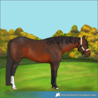 Horse Color:Brown 