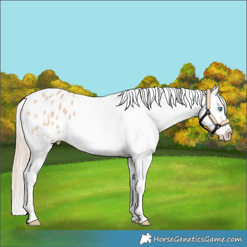 Horse Color:Perlino Appaloosa