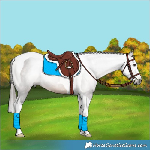 Horse Color:Gray Buckskin Splash Tobiano Appaloosa 