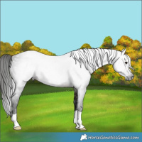 Horse Color:Gray Bay