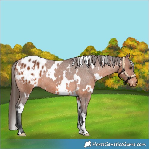 Horse Color:White Spotted Bay Appaloosa