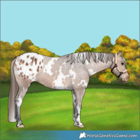 Horse Color:White Spotted Bay Appaloosa 