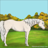 Horse Color:Cremello Splash  and Cremello 