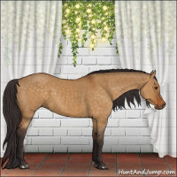 Horse Color:Buckskin Dun  and Buckskin Dun 