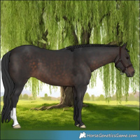 Horse Color:Brown 