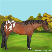 Horse Color:Bay Appaloosa 
