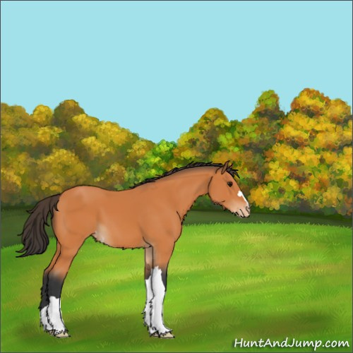 Horse Color:Bay Appaloosa 