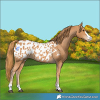 Horse Color:Chestnut Appaloosa 
