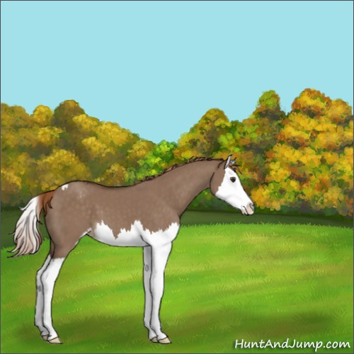 Horse Color:Liver Red Dun Sabino Splash Appaloosa 