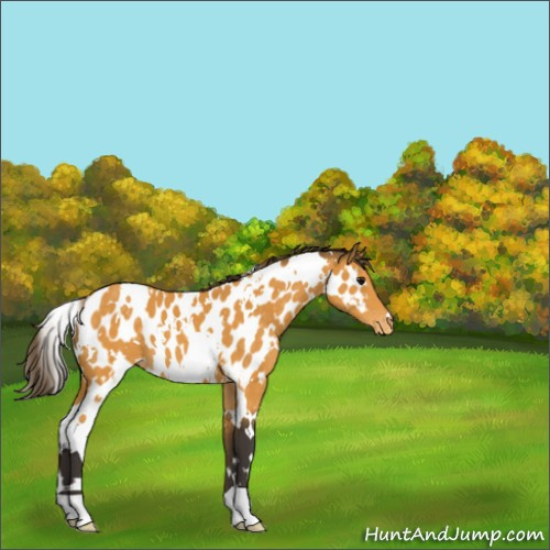Horse Color:White Spotted Buckskin Appaloosa 