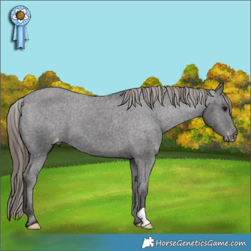 Horse Color:Smoky Black Appaloosa 
