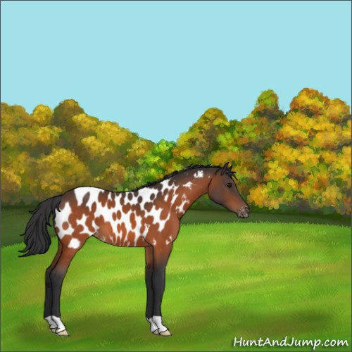Horse Color:Bay Appaloosa 
